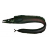 peixe-espada-preto