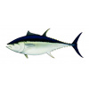 rabilo