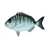 sargo