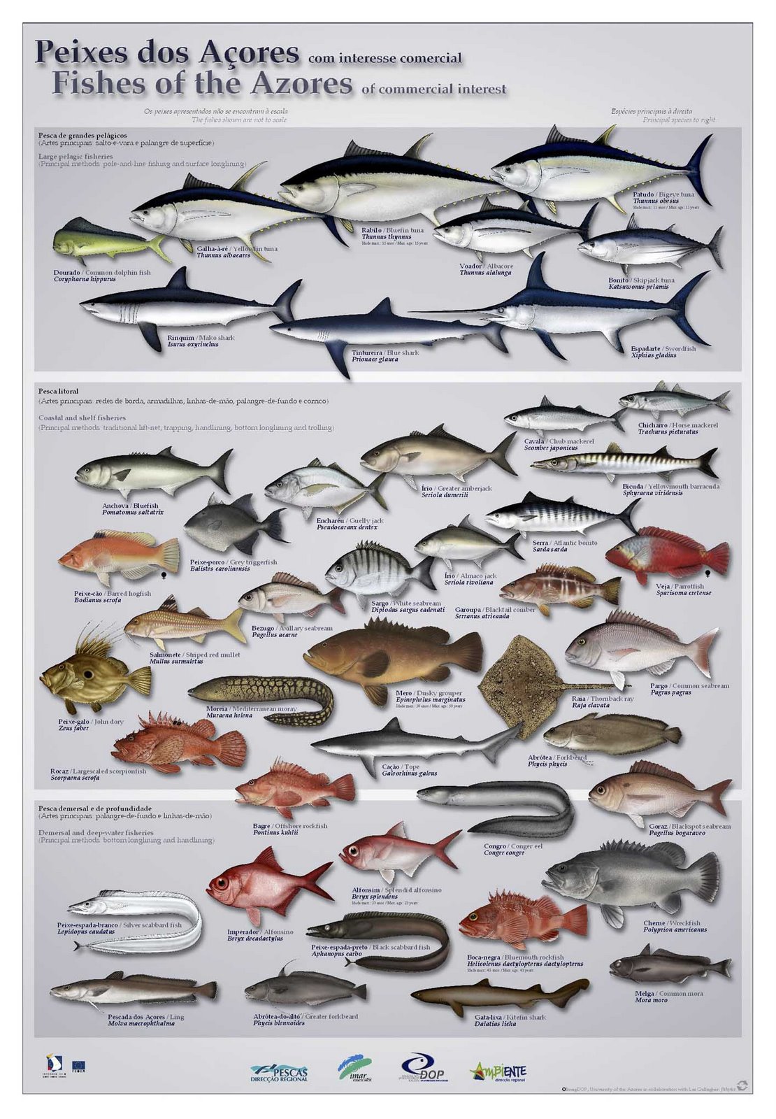 Peixes nos Açores