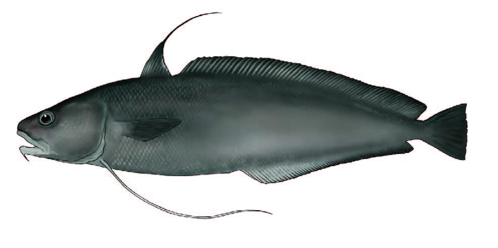 Abrótea-do-alto, Juliana / Greater forkbeard / Phycis blennoides