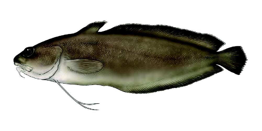 Abrótea / Forkbeard / Phycis phycis