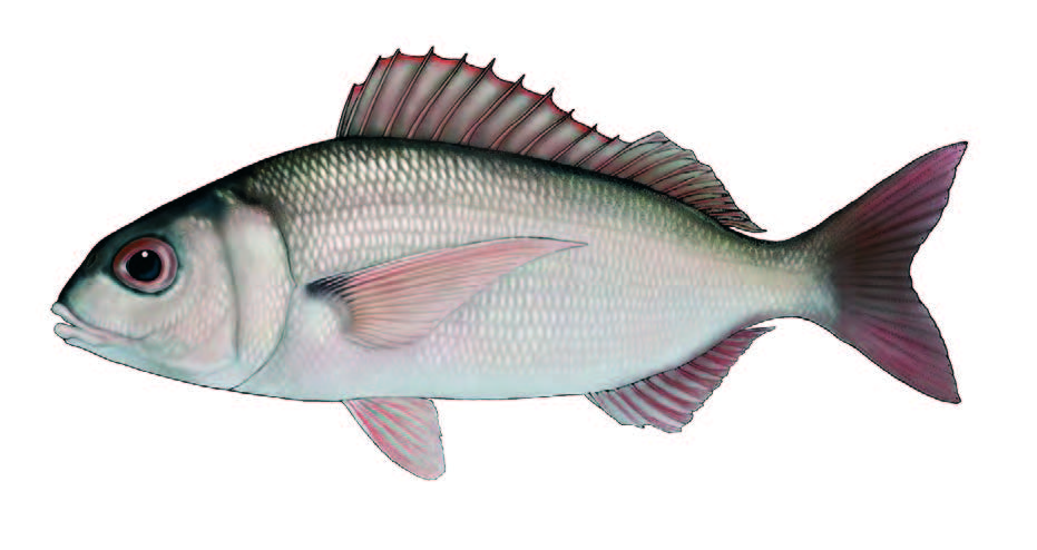 Besugo / Axillary seabream / Pagellus acarne