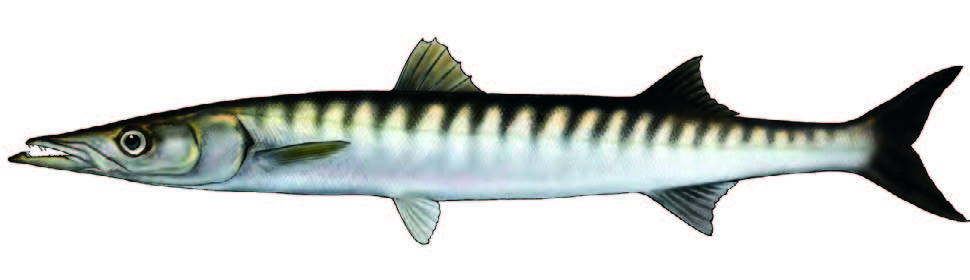 Bicuda / Yellowmouth barracuda / Sphyraena viridensis