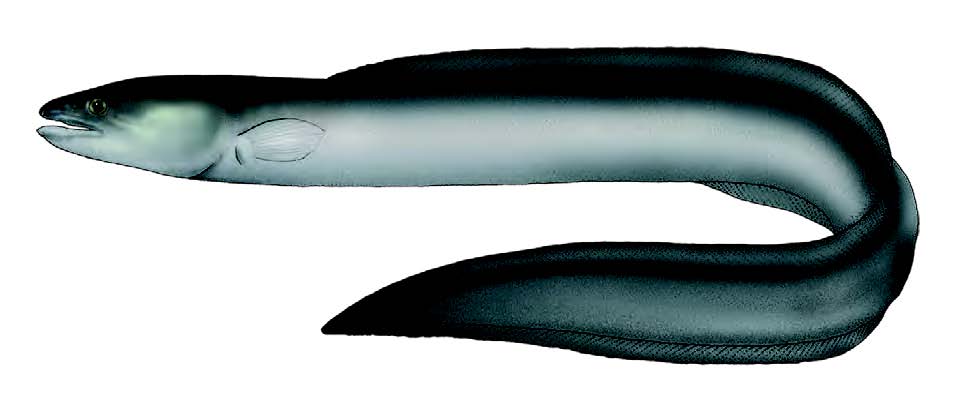 Congro / Conger eel / Conger conger