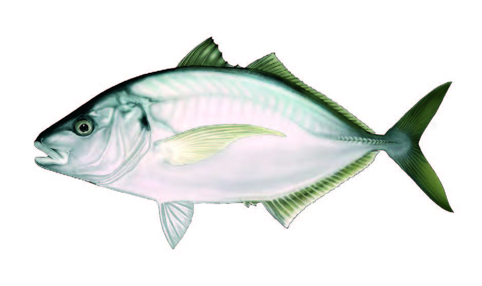Encharéu / Guelly jack / Pseudocaranx dentex