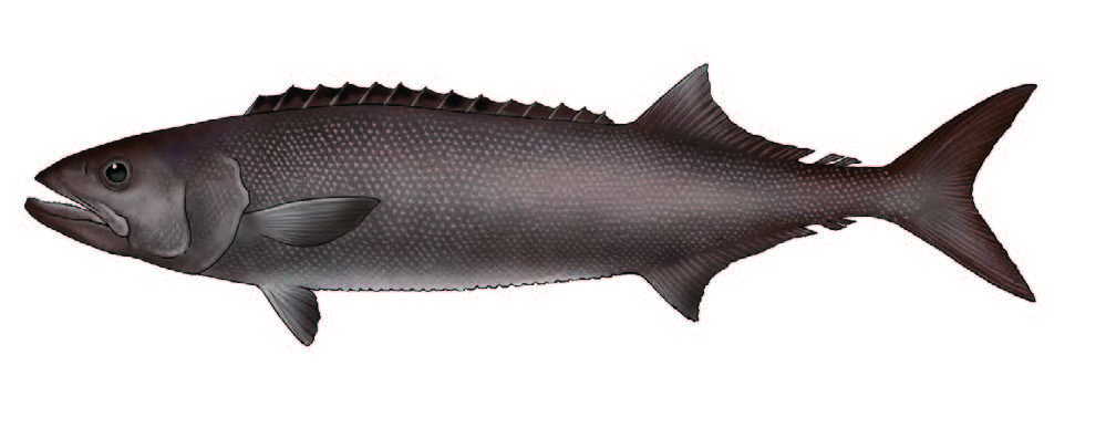Escolar / Oilfish / Ruvettus pretiosus