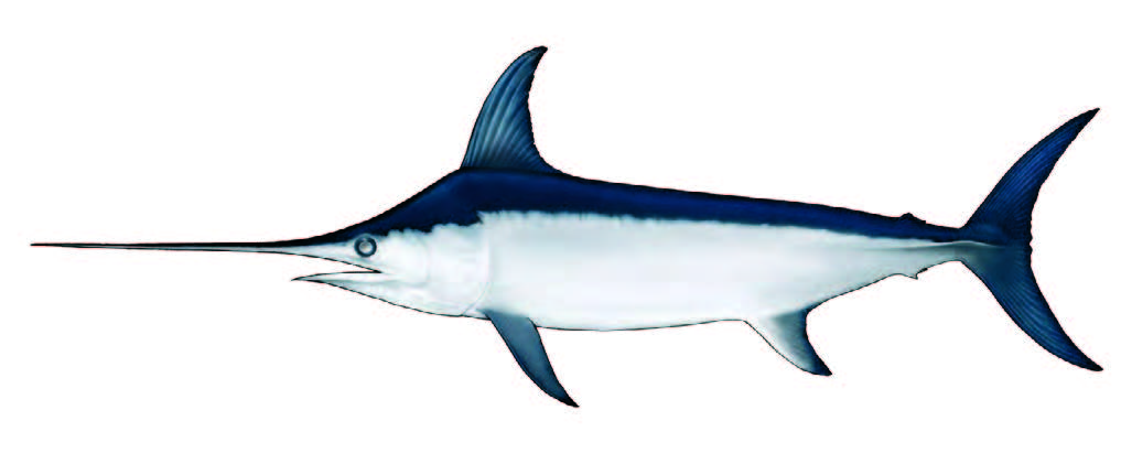 Espadarte / Swordfish / Xiphias gladius