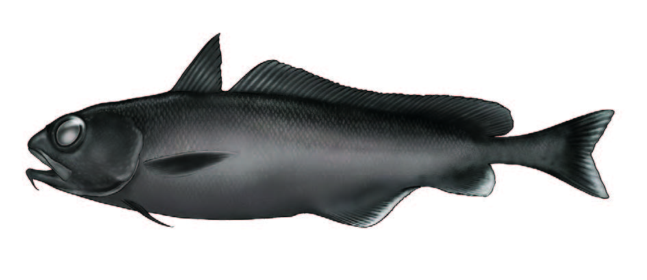 Melga / Common mora / Mora moro