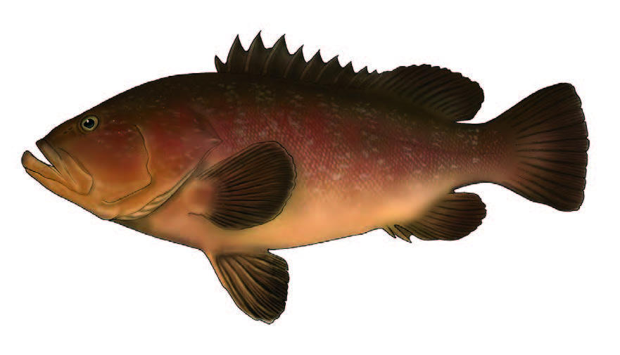 Mero / Dusky grouper / Epinephelus marginatus