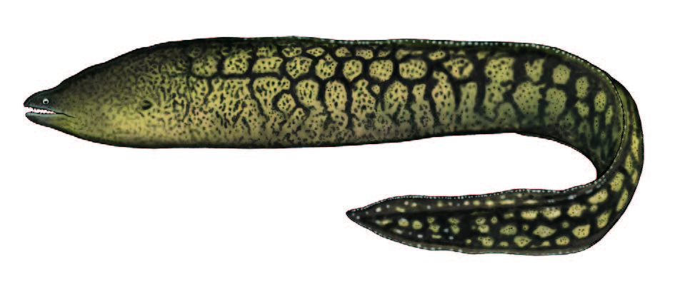 Moreia pintada/ Mediterranean moray / Muraena helena