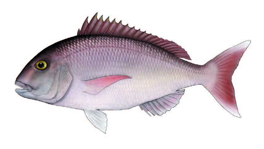 Pargo / Common seabream / Pagrus pagrus