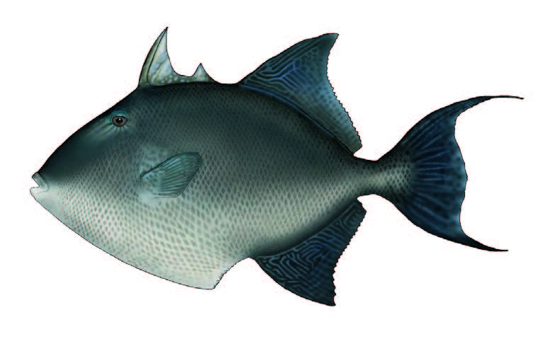 Peixe-porco / Grey triggerfish / Balistes carolinensis