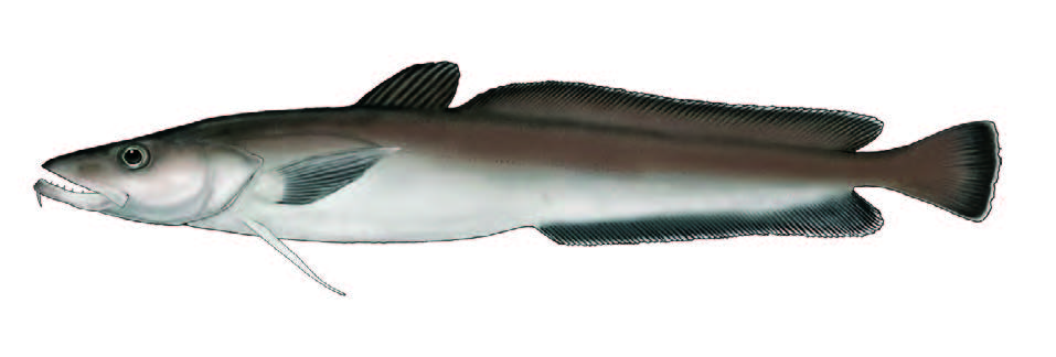 Pescada dos Açores / Ling / Molva macrophthalma