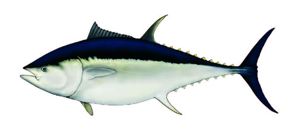 Rabilo / Bluefin tuna / Thunnus thynnus