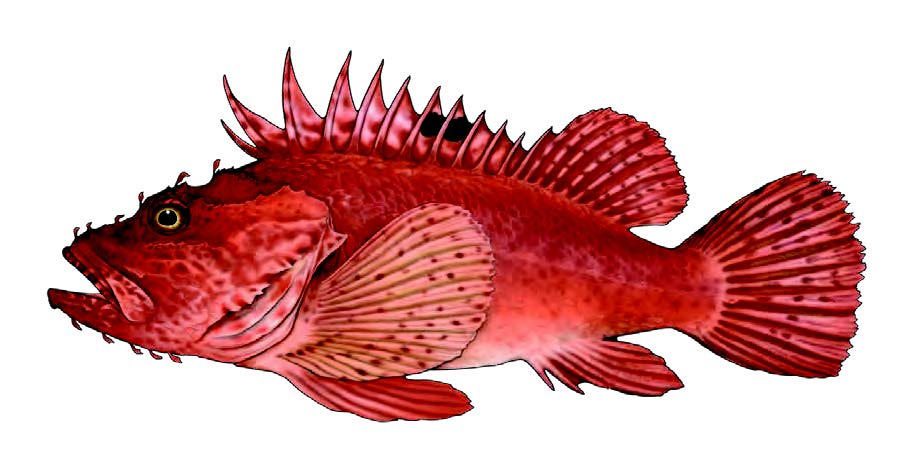 Rocaz / Largescaled scorpionfish / Scorpaena scrofa