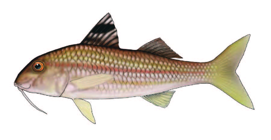 Salmonete / Red mullet / Mullus surmuletus