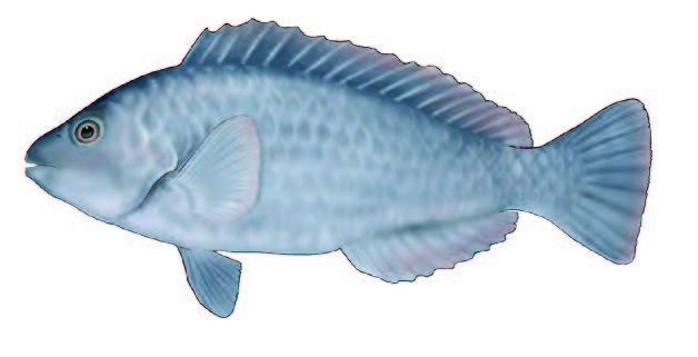 Veja / Parrotfish / Sparisoma cretense